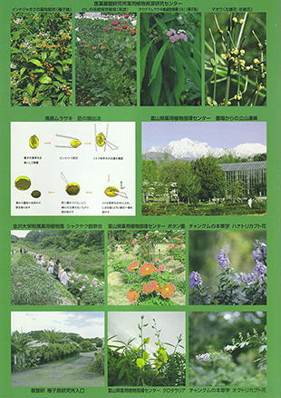 薬用植物研究 30巻1号（2008年1号）