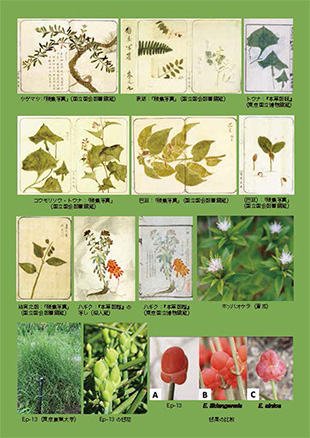 薬用植物研究 38巻2号（2016年2号）